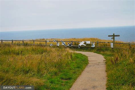 Bempton Cliffs Birds Watching – Dayoutplans