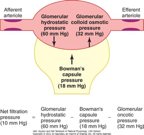 D Glomerular Filtration And Tubular Reabsorption Flashcards Quizlet