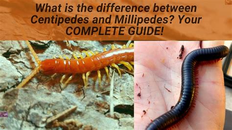 Millipede Vs Centipede