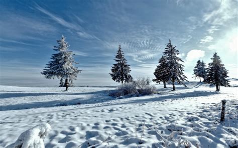 Fondos De Pantalla Rboles Nieve Invierno Congelaci N Rbol