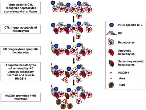 schematic representation   mechanisms  kcs