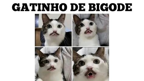 MELHORES MEMES EM IMAGENS GATINHO DE BIGODE YouTube