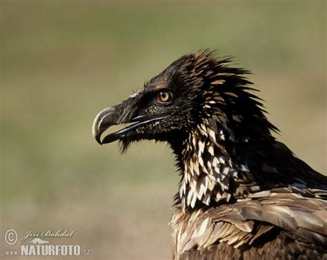 Bearded Vulture Photos, Bearded Vulture Images, Nature Wildlife ...