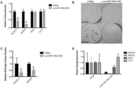 Comparison Of Colony Formation In A Panel Of EWS Cell Lines Sk ES 1