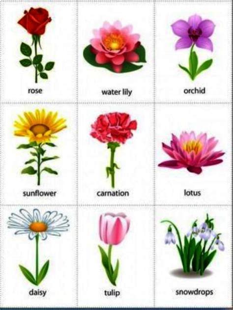 Spring Flowers Names - Pictures Of Flowers