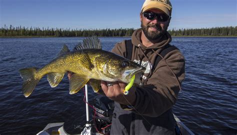 10 Walleye Facts Superior Country