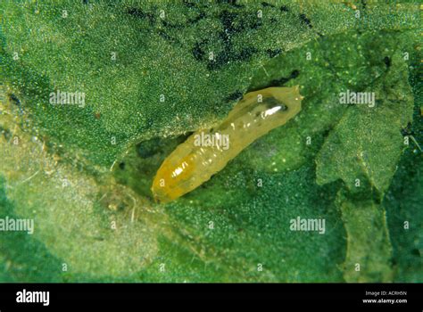 Larva De Liriomyza Huidobrensis En La Mina De Hojas De Tomate