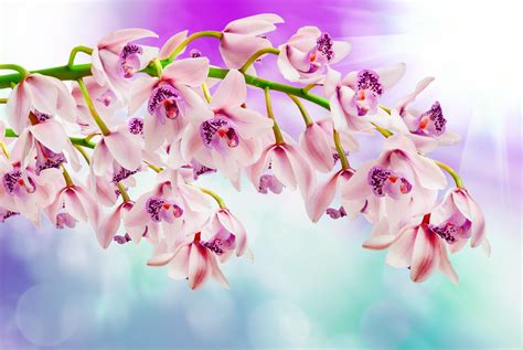 Download Sunbeam Pink Flower Bokeh Flower Nature Orchid 4k Ultra Hd