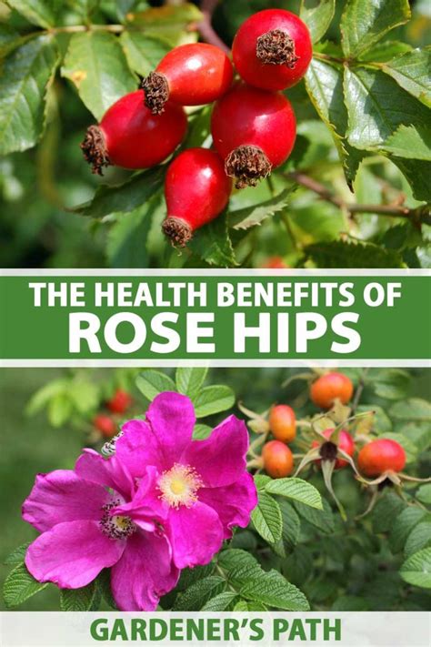 Health Benefits Of Rose Hips Gardeners Path