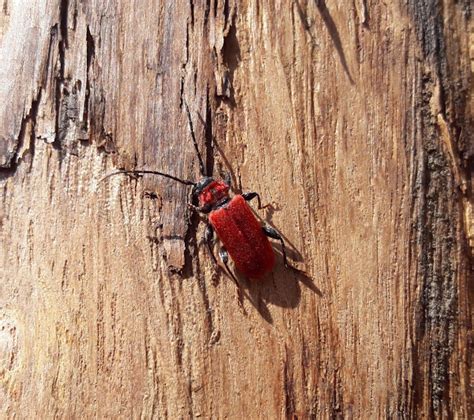 Welsh Oak Longhorn Beetle Project Noah