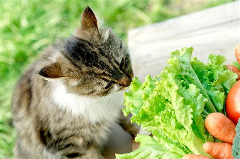 Frutas E Verduras Que Gatos Podem Comer