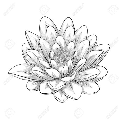 Japanese Lotus Flower Drawing At Getdrawings Free Download