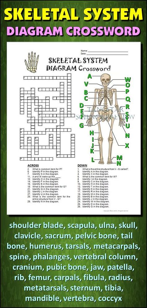 Help Students Learn And Remember The Parts Of The Skeletal System Using