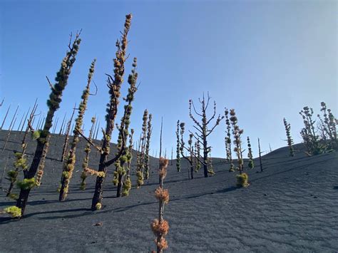 La Velocidad De La Recuperaci N De La Biodiversidad En El Rea De La