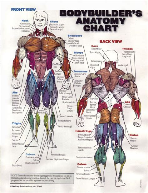 Simple Workout Anatomy Chart for Push Pull Legs | Fitness and Workout ABS Tutorial