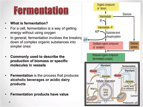 fermentation intropptx