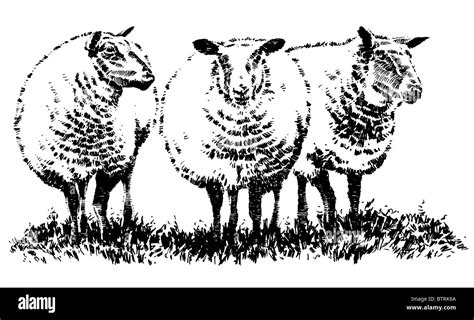 Line Drawing Of Sheep Stock Photo Alamy