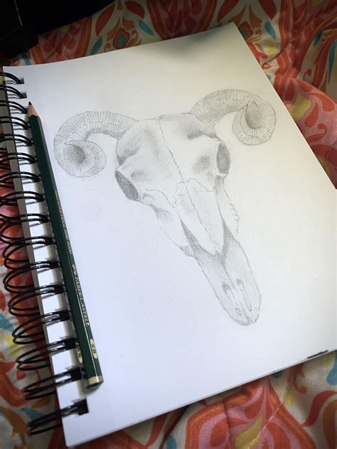 Ram skull sketch : r/drawing