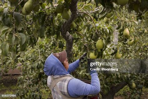 15 Danjou Pears Photos & High Res Pictures - Getty Images