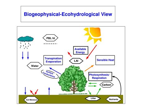 Ppt Dennis Baldocchi Biometeorology Lab Espm University Of California