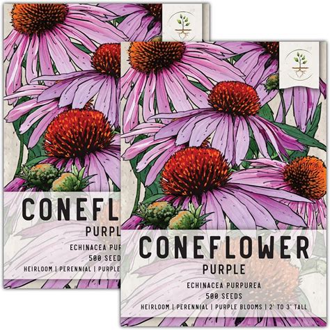 Seed Needs Purple Coneflower Seeds 500 Heirloom Seeds