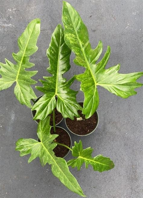 Philodendron Golden Dragon Care Variegated Prices And Where To Buy