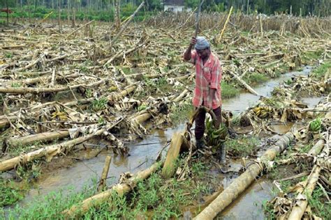 Ten Up Districts Suffer Crop Damage Due To Unseasonal Rain