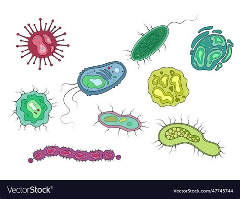 Bacteria microorganisms diagram medical science Vector Image