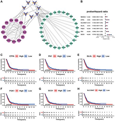 Investigation Of Cuproptosis Regulator Mediated Modification Patterns