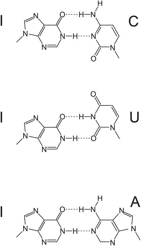 Inosine Can Basepair With Cytidine Uracil Or Adenine In Each Case