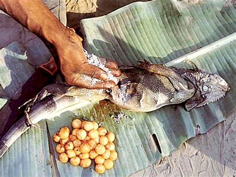 Conheça as 10 comidas mais bizarras do mundo