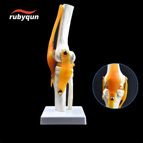 Lifesize Adults Human Knee Joint Anatomy Model Medical Science