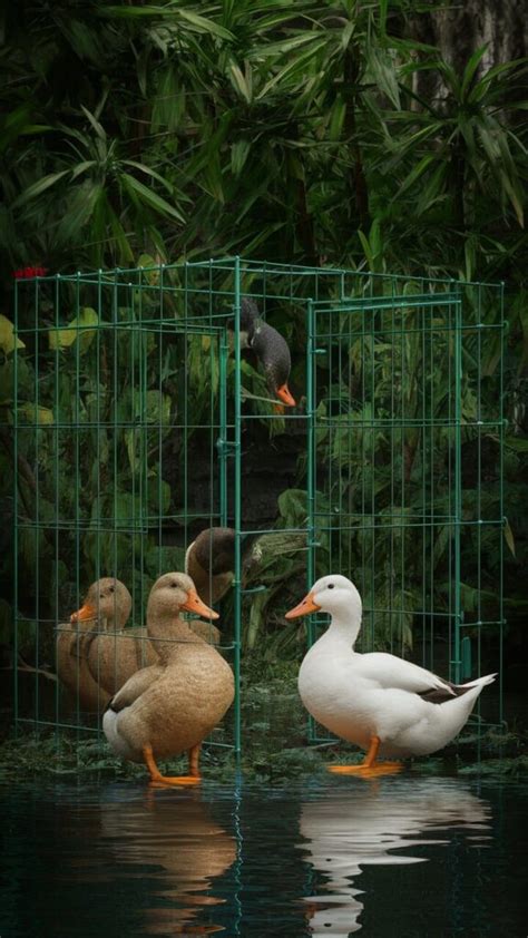 23 DIY Duck Enclosure Ideas » HomeQly.com