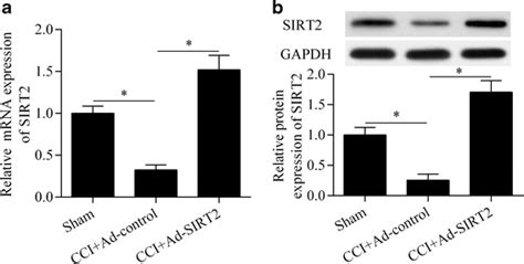 Intrathecal Injection Of Recombinant Ad Sirt Upregulates Sirt