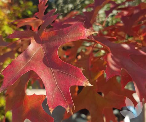 Quercus Coccinea Scarlet Oak Trees Speciality Trees