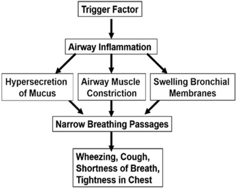 Patho Week Asthma And Copd Flashcards Quizlet