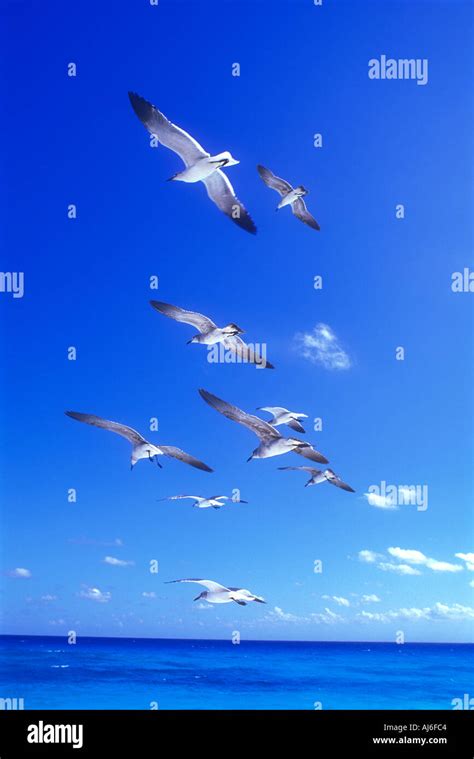 Sea Gulls In Flight Over The Caribbean Sea In Cancun Quintana Roo