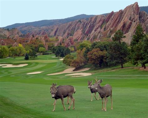 Golfing Arrowhead Golf Club Colorado Golf Travel Guide