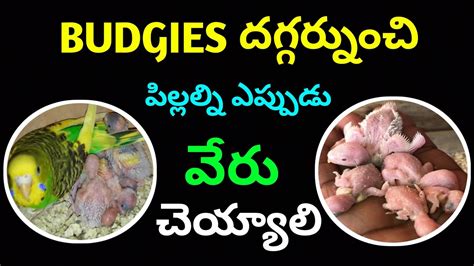 BUDGIES daggarnunchi pillalni eppuḍu veru cheyyali దగగరనచ