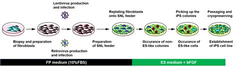 Reprogramming Of Human Fibroblasts Into IPSCs Creative Bioarray