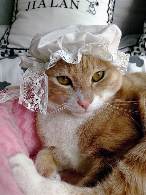 Cat Bonnet Is The Latest Pet Fashion Trend