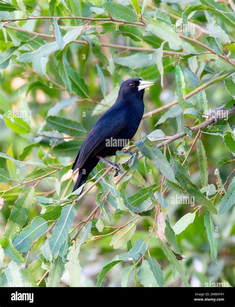 Solitary Black Cacique Cacicus Solitarius In Brazil Stock Photo Alamy