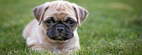 Puggle (Pug Beagle Mix): Breed Facts and Temperament | Pet Side