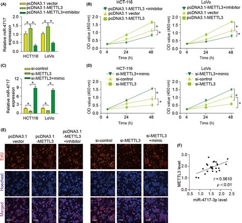 Methyltransferaselike 3 METTL3 Targets MicroRNA47173p MiR4717