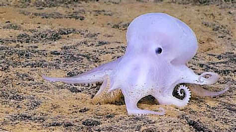 Interesting Facts You Need To Know About Dumbo Octopus