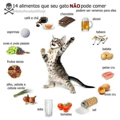 Alimentos que os gatos não podem comer Cat sitter Cat care Pet station