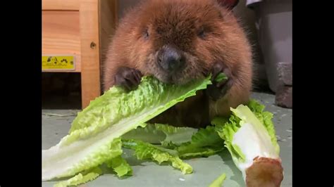 Baby Beaver Eats Lettuce Like Its Corn On The Cob Youtube