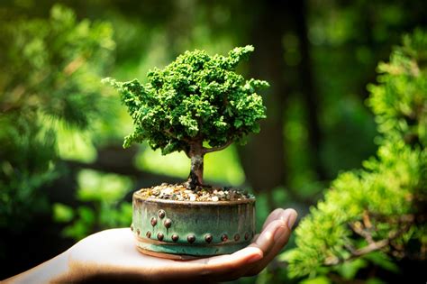 Las 5 mejores tierras de bonsái para bonsái de interior Mis Plantas