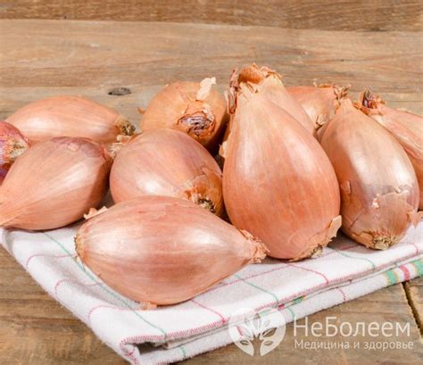 Лук шалот — внешний вид, свойства, калорийность, пищевая ценность