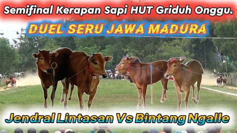 Semifinal Kerapan Sapi HUT Griduh Onggu Duel Seru Jawa Madura Jendral